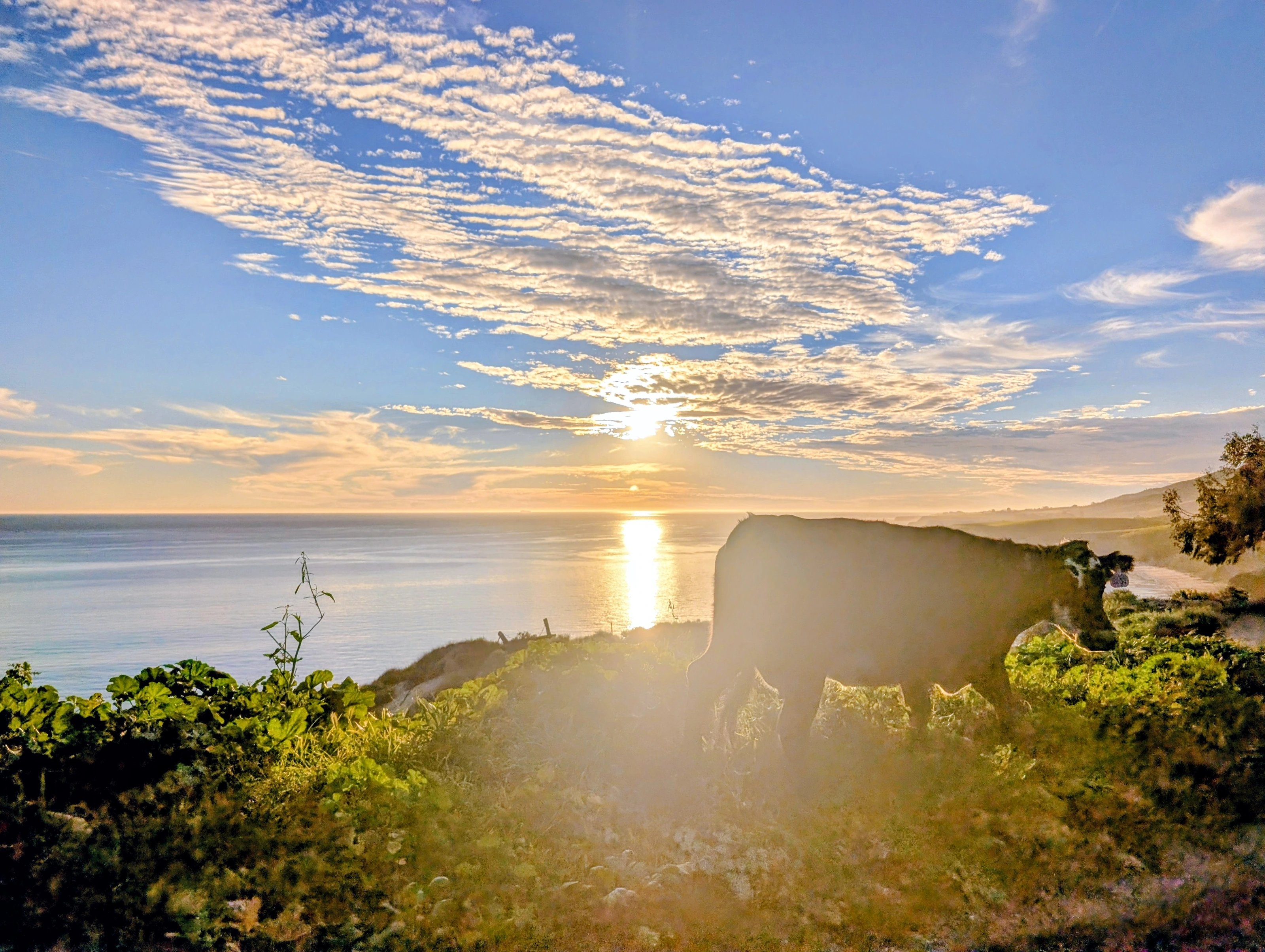 Ranch cattle grazing the bluff at sunset above the Pacific